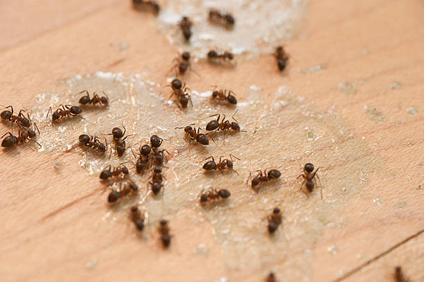 Best Cockroach Control Services  in Fair Haven, NY