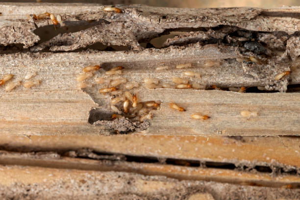 Best Wasp Removal Services  in Fair Haven, NY
